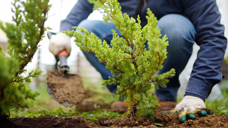 tree planting