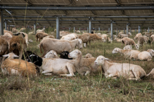 sheep resting under solar panels